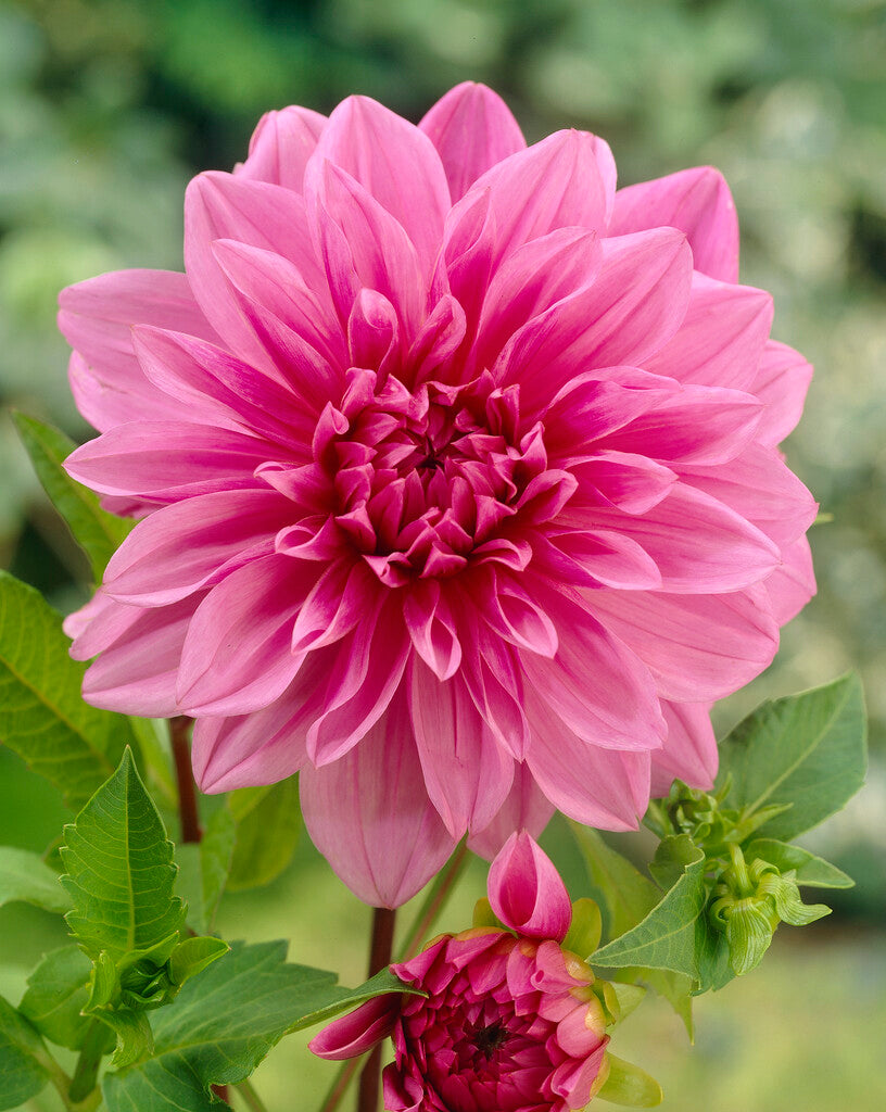 Dahlia Deorativ Lavender Perfection 1-pack